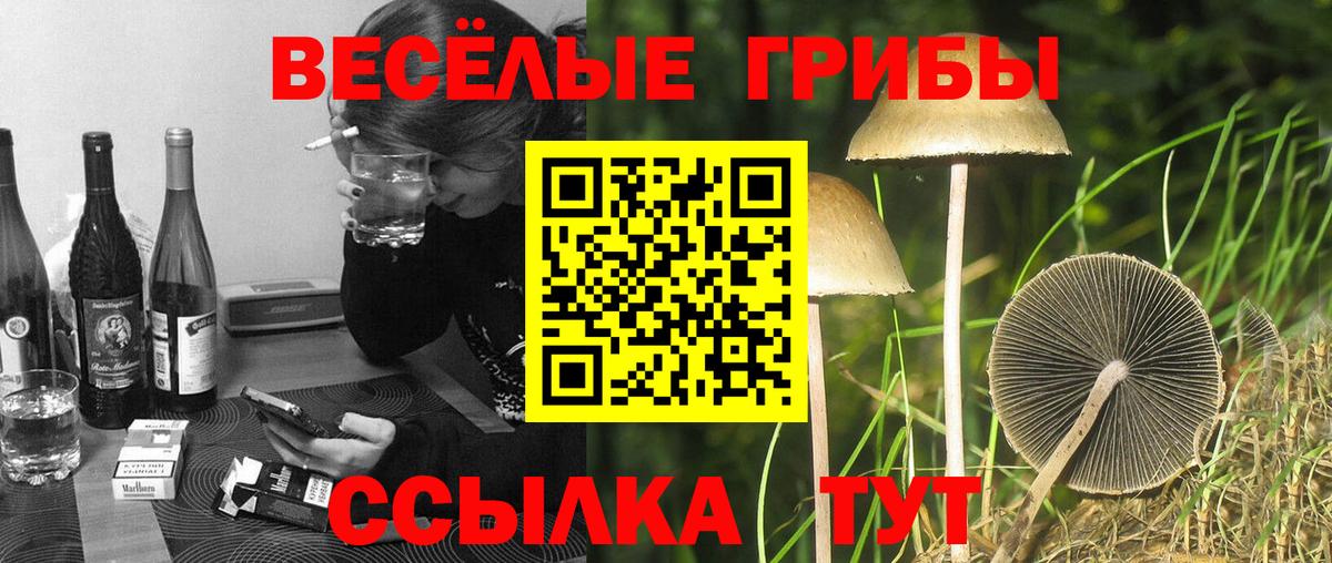 Вятские Поляны  Псилоцибиновые грибы MAGIC MUSHROOMS  Вход с VPN 